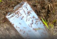 Keep on the lookout for fire ants this school holidays