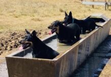 Common sense comes up trumps . . . No mining waste to Great Artesian Basin