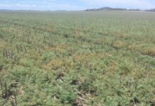 Fall Army Worm and chickpea