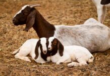 Goatmeat soaring as 2023 a record-breaking year
