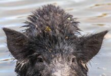 Funding to combat feral pigs in SW QLD