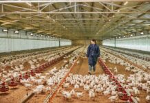 Eight billion dollar chicken industry unveils first workforce strategy