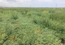 Beef the highlight in Rabobank’s mid-year outlook