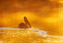 Pelicans shine in June photography competition