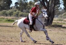 Horses for courses in Goondiwindi polocrosse carnival