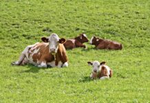 QLD ag boom led by farmer resilience