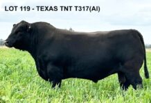 Texas Angus tops $100,000