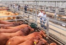 Beef the highlight in Rabobank’s mid-year outlook