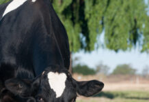 Beef industry optimism growing