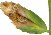 All about ’Asco’