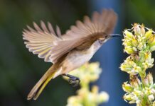 Beautiful bird steals the show