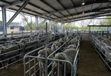 Sheep industry striving for success in the new-look sustainable world