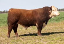 Binara Poll Herefords holds fourth annual sale