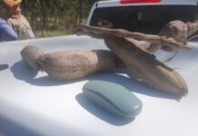 Cats Claw Creeper destroying riparian areas