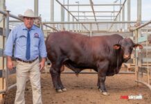 Heartland bulls sell well at Roma