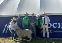 Full clearance for Karbullah