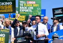 Littleproud accuses MP of ‘looking for attention’ as farmers fume over sheep export ban