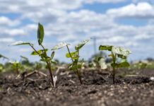 Cotton planting full swing ahead