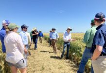 GRDC winter crop field walk at Lundavra