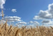 Early harvest indications point towards a near record year
