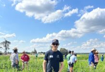 Ruby hemp delivers top cover-crop performance