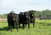 Australian beef ‘The Greatest’