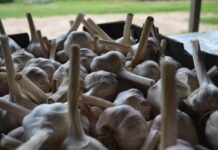 Garlic power in St George