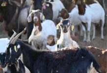 Money investment to boost goatmeat industry