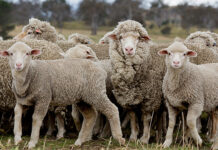 Preg scanning in sheep is key for survival