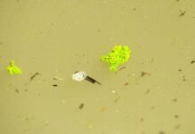Algae red alert downgraded for Macintyre River