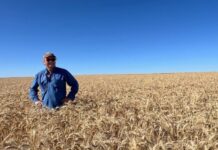 Wheat champions crowned