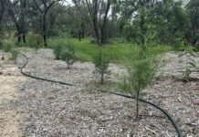 Paradise preserved with botanic gardens water allocation