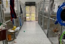 Dog complaints top council list