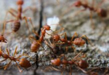 Fire ant fightback