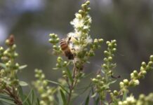 Varroa Mite threat on QLD’s doorstep