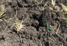 Mechanical or chemical treatments – what is best