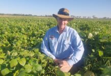 Mungbean management a must