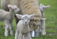 Record slaughter rates