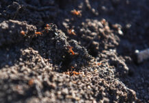 Construction industry focuses on fire ants
