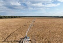 Focus: Macintyre Brook Lamb – The paddock to plate story