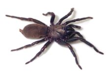 Creepy crawly discovery