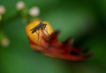 Heavy rains could prompt surge in black flies