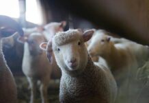Wool market report