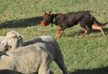 Goondiwindi showstoppers