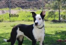 Magic Millie still searching