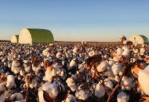 Have you completed the Cotton Growers Research Priority Survey?