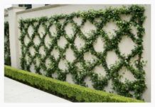 Time to grow Chinese Star Jasmine