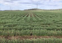 Helicoverpa in our chickpeas