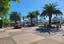 Understanding Council’s approach to tree management