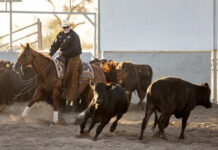 A new Trans Tasman rivalry comes to Goondiwindi